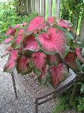 Florida Sweetheart Caladium / Caladium bicolor 